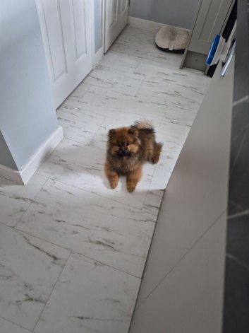 Adorable Pomeranian Puppies for Sale