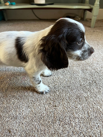cocker spaniel