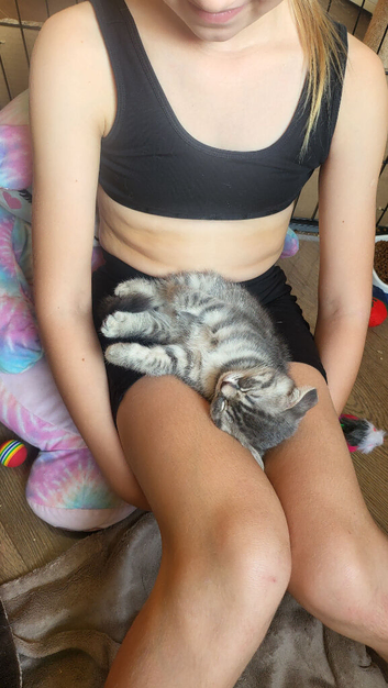 Ready to rehome kitten