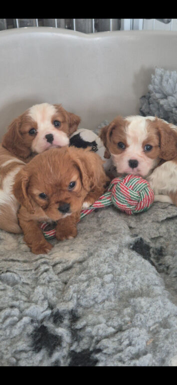 King Charles Puppies For Sale