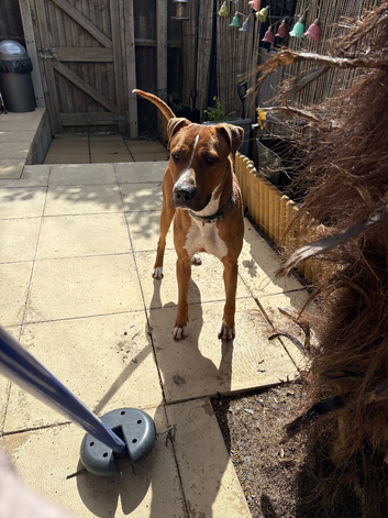 American bull x Staffy