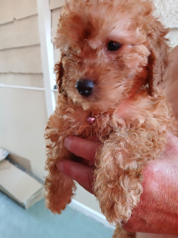 2 8week old cockerpoo pups ready to go to forever home