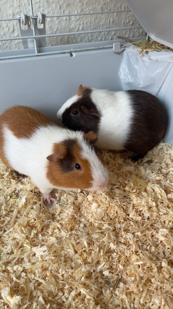 Selling two couples guinea pigs (2male + 2female)