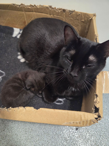 1 black female kitten
