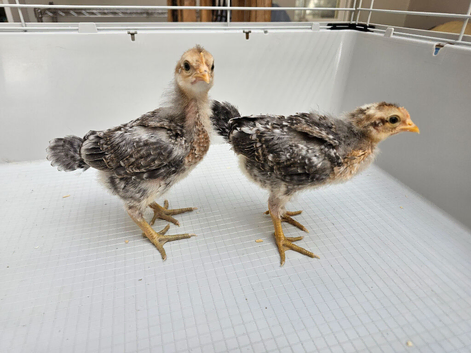 Bielefelder x Cream Legbar