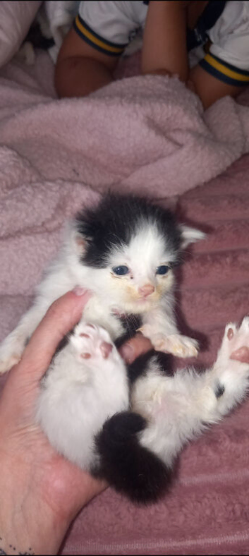 3 beautiful kittens