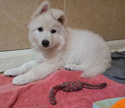 CHAMPAGNE LONG COAT GSD GIRL