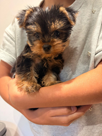 YORKSHIRE TERRIER ONLY BOY