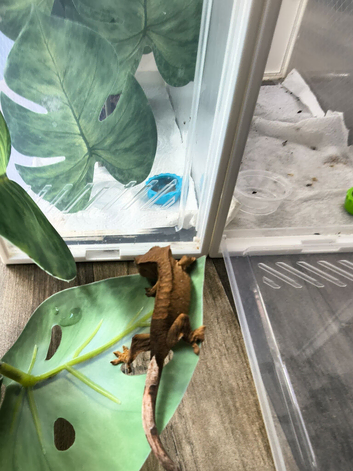 Crested gecko