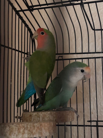 Selling love birds