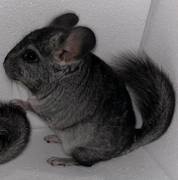( Full pedigree ) Standard Baby Chinchilla kits now available