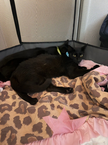 THREE KITTENS FOR SALE