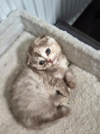 Scottish fold female