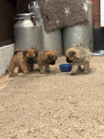 Beautiful Pomchi puppies for sale