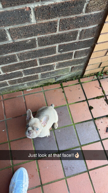 French bulldog puppy