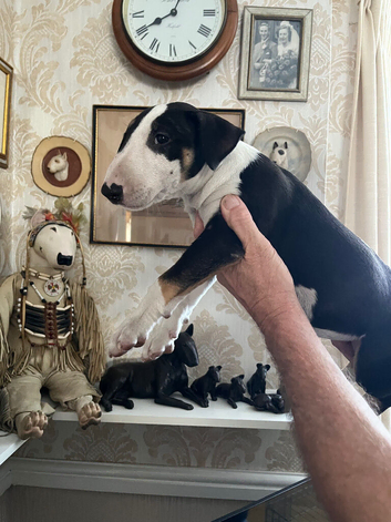 English bull terrier puppies