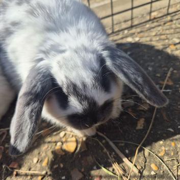 Beautiful mini lop cross kits