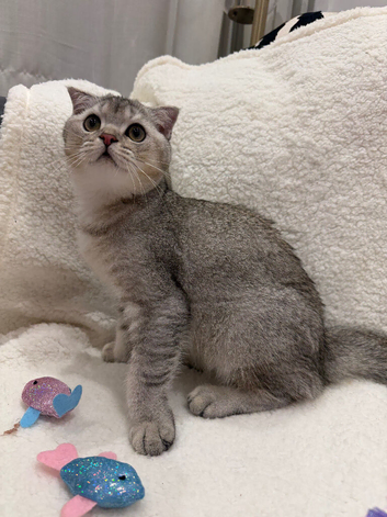 Beautiful Silver British Shorthair Kitten