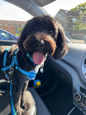 Marley the Cockapoo