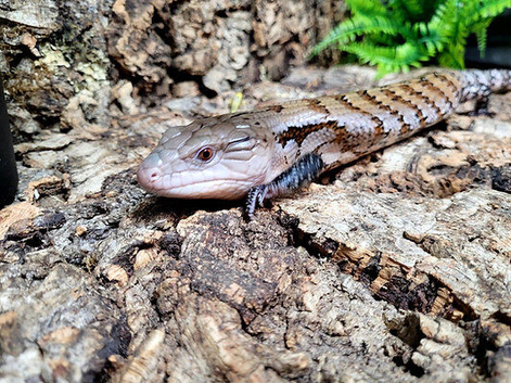 Summer Special Northern Blue Tongue Skink at Birmingham Reptiles