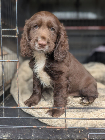 Working sprocker spaniel