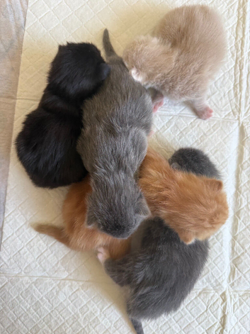 5 beautiful kitten
