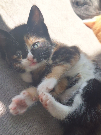 5 beautiful Kittens 8 week