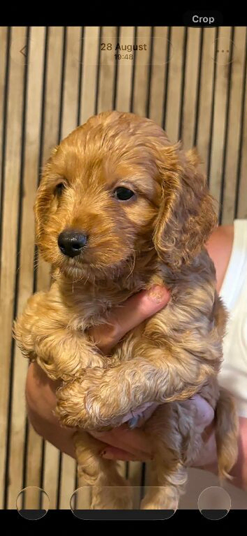 Cockerpoo puppies for sale
