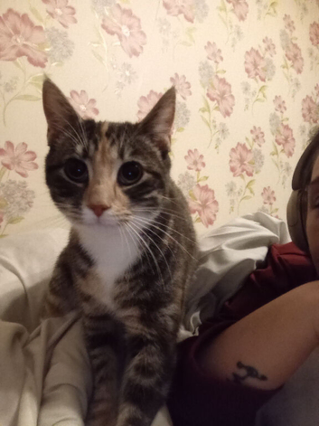 Female cat