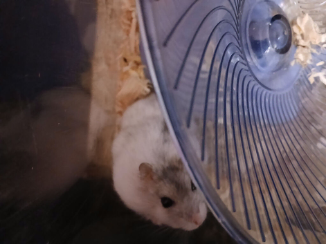 Larry the hammy looking for forever home