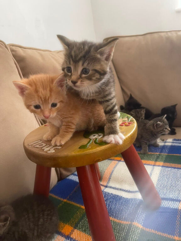 I have a beautiful letter of kittens