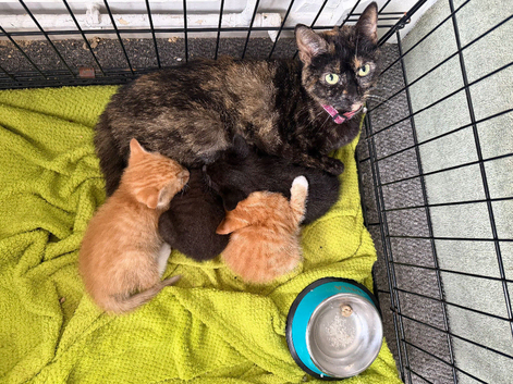 3 beautiful kittens looking for a loved homes