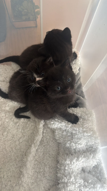 Kittens 5 weeks
