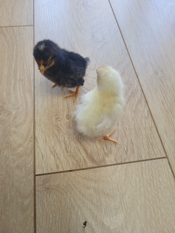 Chicks