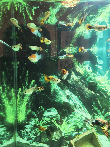 homebred guppies &ndash; Benwell, Newcastle