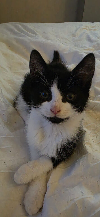 Kittens ready now