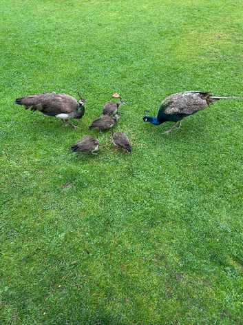 Peacock Chicks