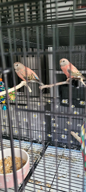 2 hen rosa bourkes