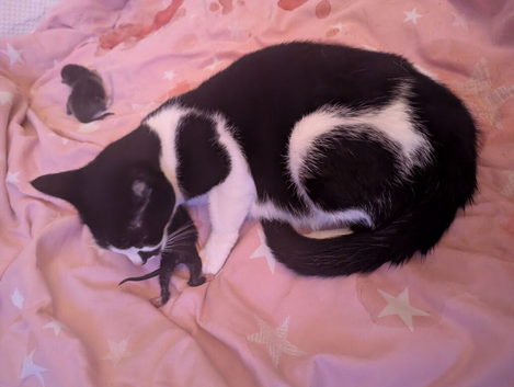 Mummy cat just given birth