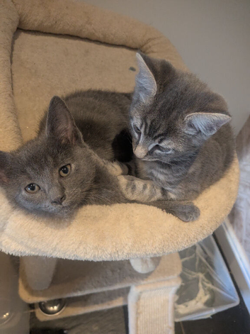 Last 2 kittens