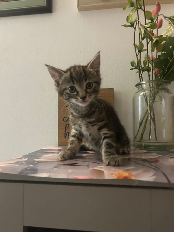 2 Beautiful Kittens Left