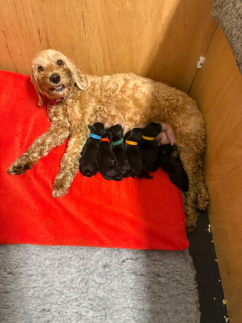 Beautiful Schnockapoo Puppies Seeking Loving