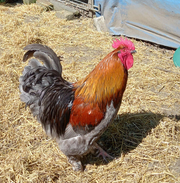 Gold Lace Chouchin (Large fowl)