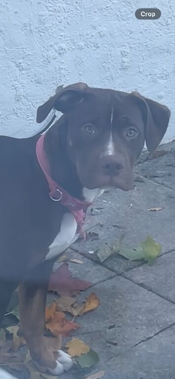 American bulldog x staffy