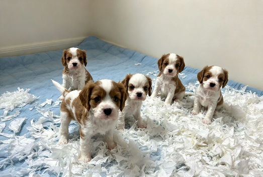 Boys available - Cavalier puppies - KC reg parents