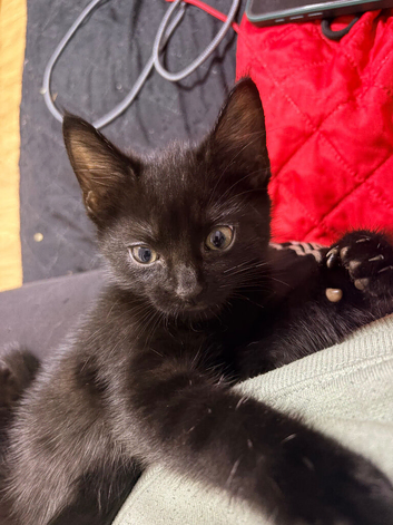 2 x 9 week old male kittens
