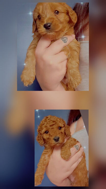 Cavapoo puppies