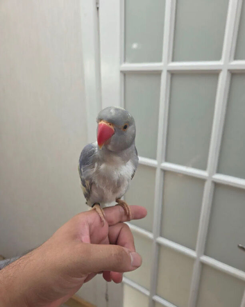 Recessive pied ringneck