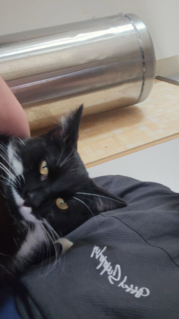 Mix breed bombay 6 mnths old kitty