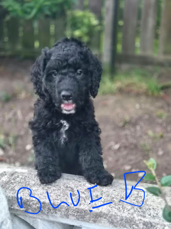 Cockapoo Puppies